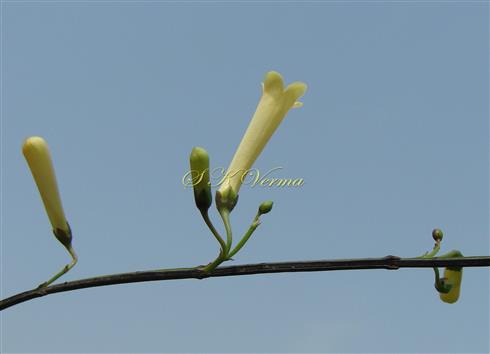  White flowers